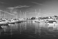 marine pic